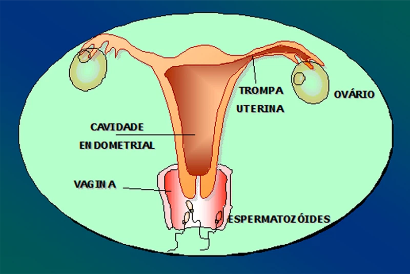 sistema reprodutor feminino